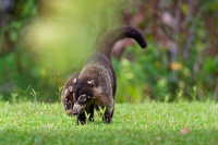 Nosal belohuby - Nasua narica - White-nosed Coati o5662